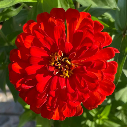 Zinnia Seeds - Queen Cherry