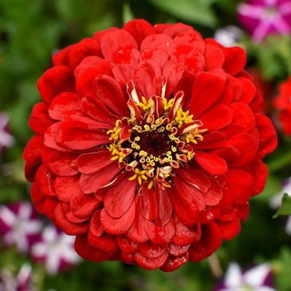 Zinnia Seeds - Queen Cherry