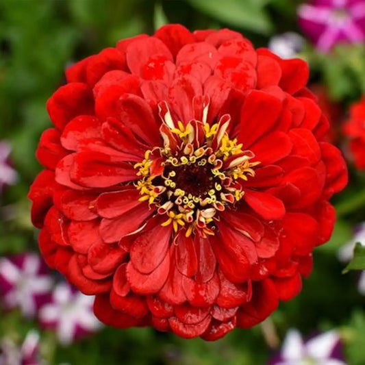 Zinnia Seeds - Queen Cherry