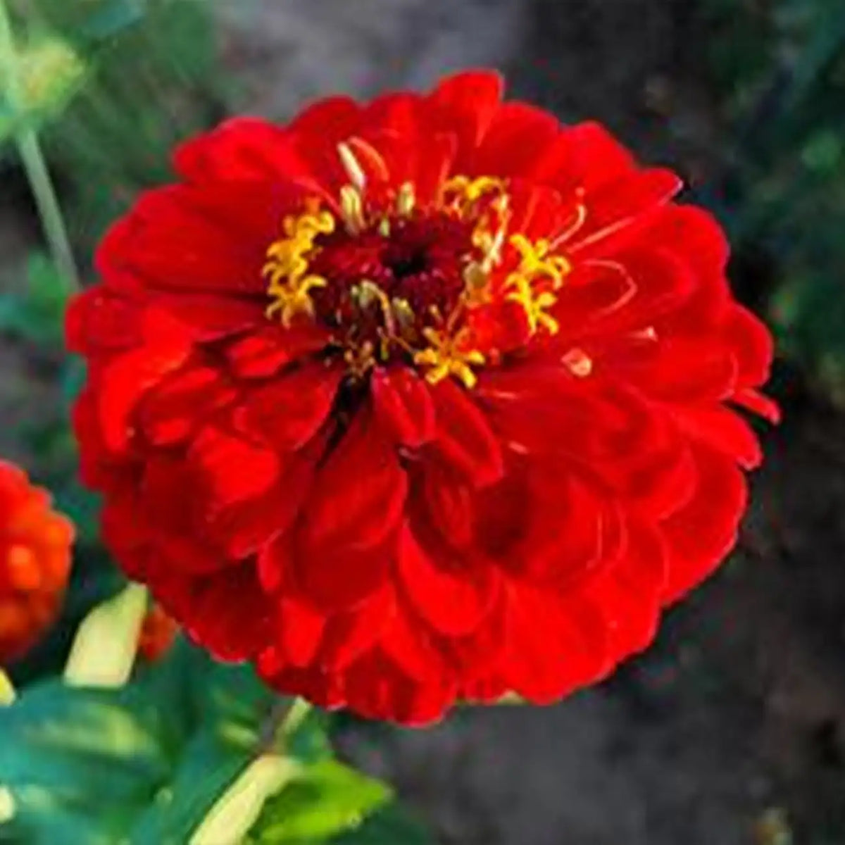 Zinnia Seeds - Queen Cherry