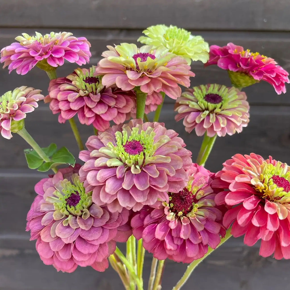 Zinnia Seeds - Queen Red Lime