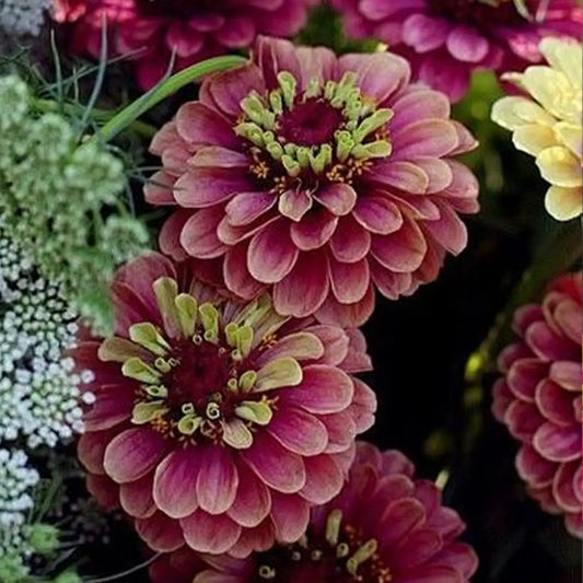 Zinnia Seeds - Queen Red Lime