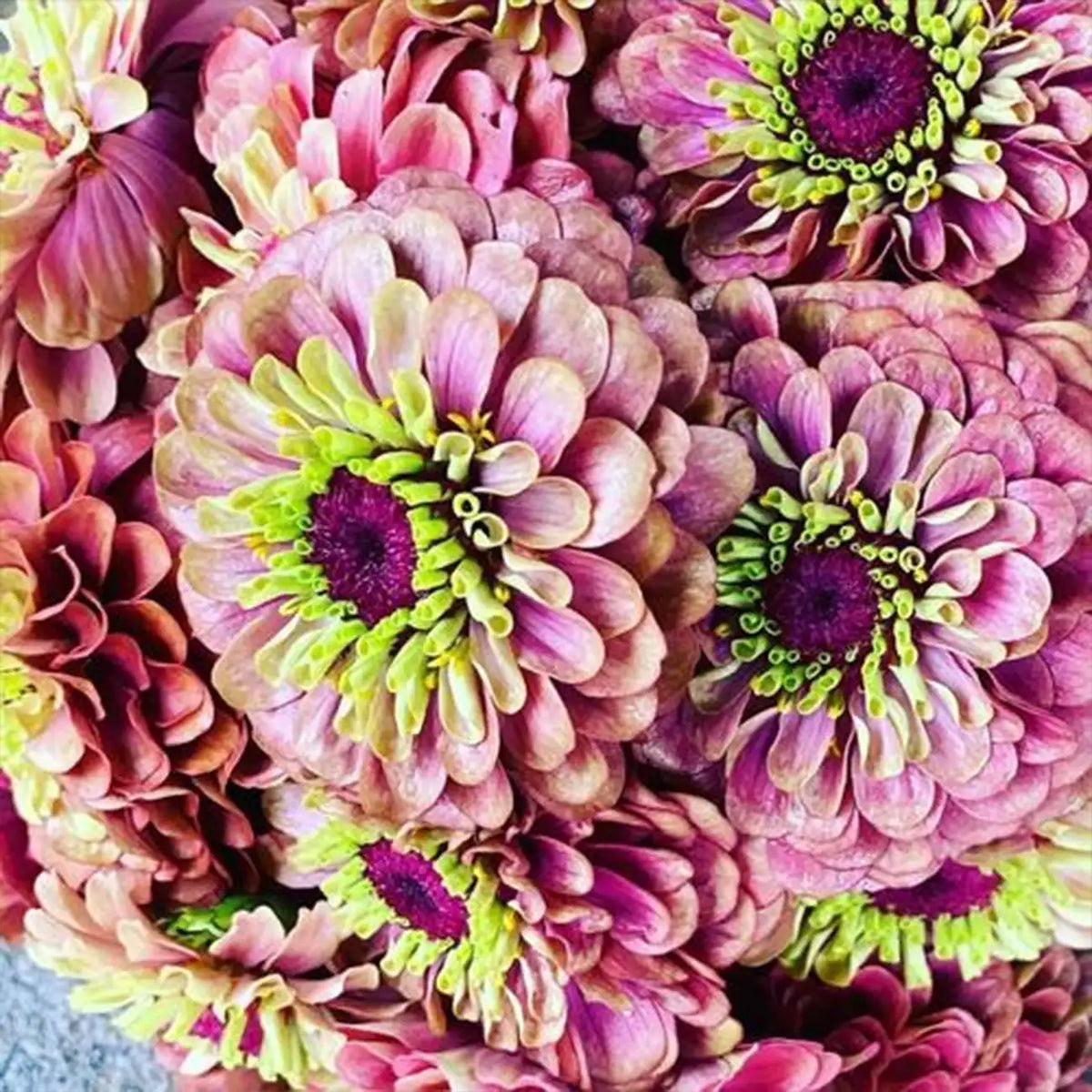 Zinnia Seeds - Queen Red Lime