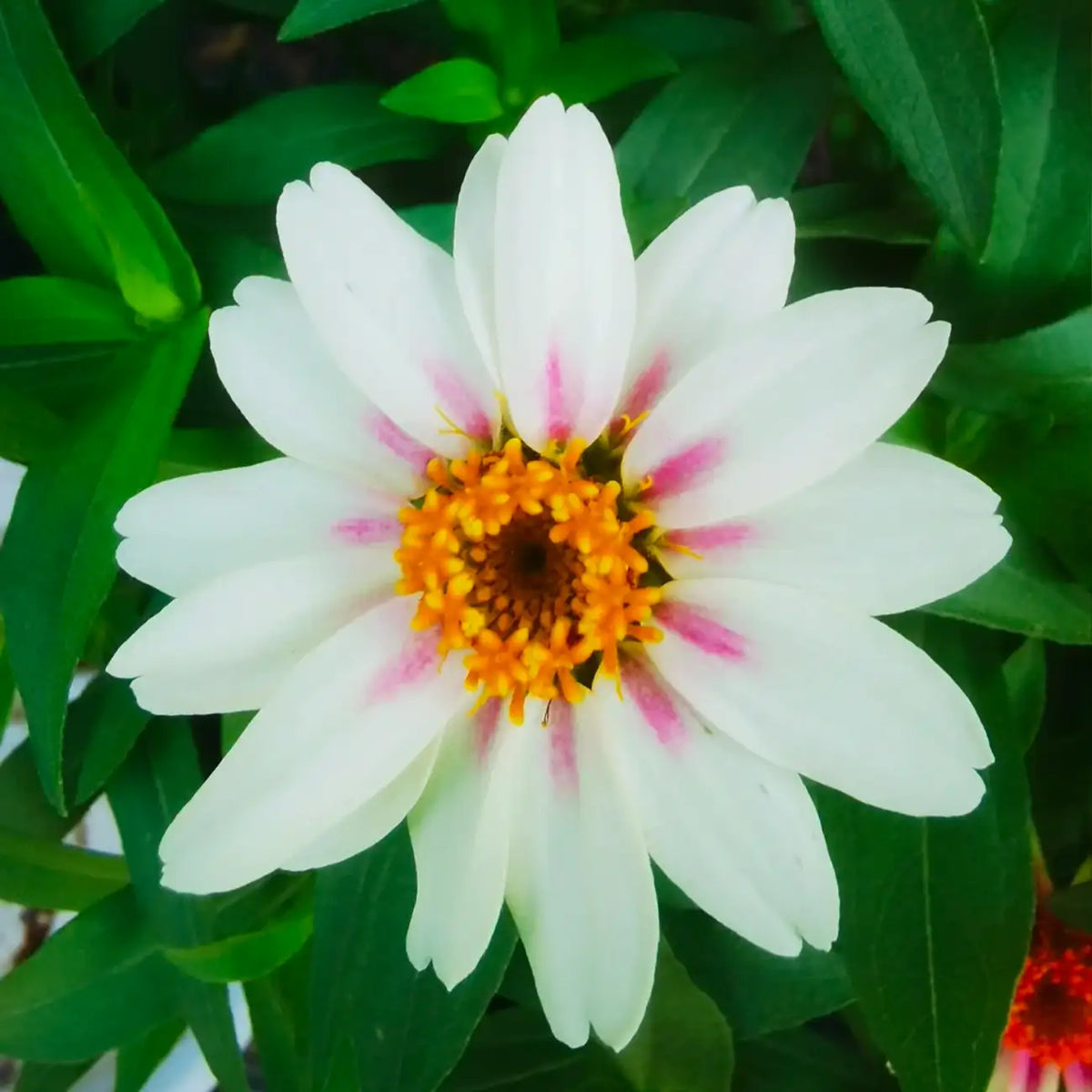 Zinnia Seeds - Rose Starlight