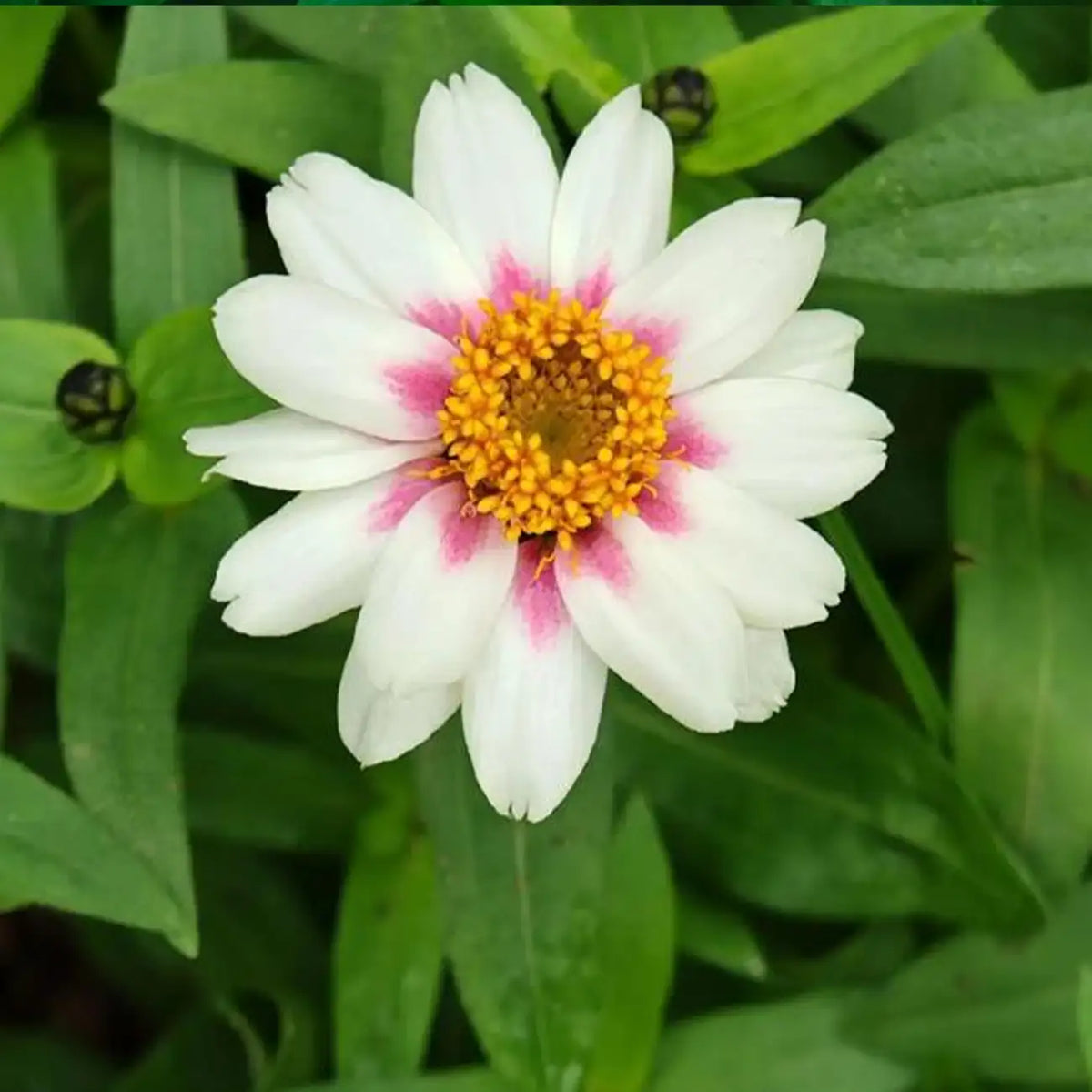 Zinnia Seeds - Rose Starlight