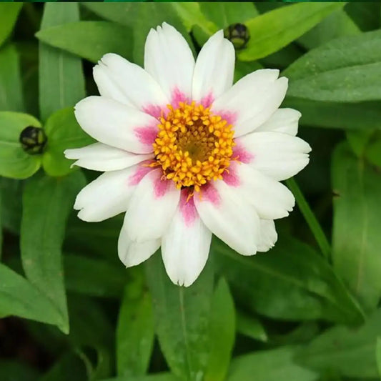 Zinnia Seeds - Rose Starlight