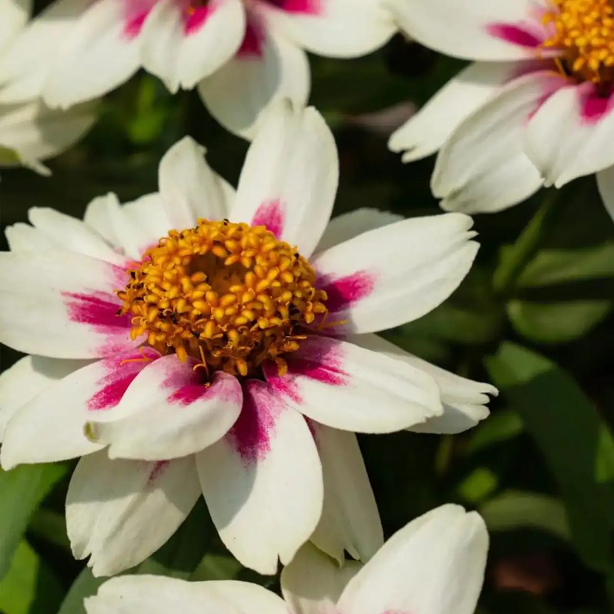 Zinnia Seeds - Rose Starlight