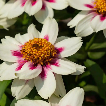 Zinnia Seeds - Rose Starlight