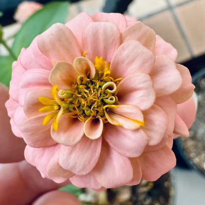 Zinnia Seeds - Salmon Pink