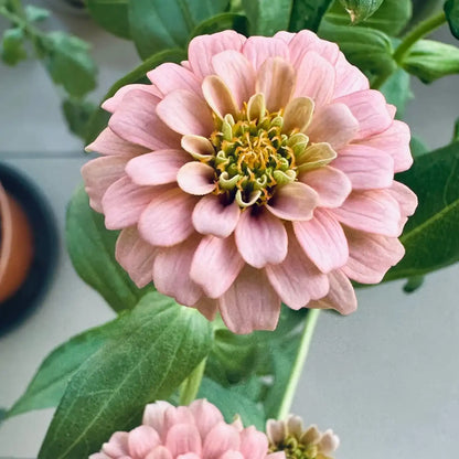 Zinnia Seeds - Salmon Pink