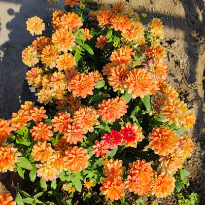 Zinnia Seeds - Salmon Pink