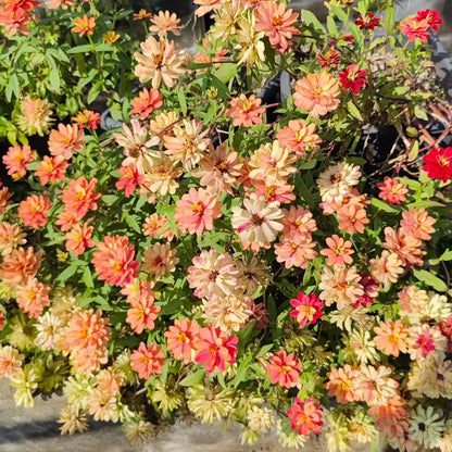 Zinnia Seeds - Salmon Pink