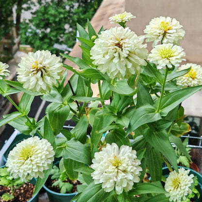 Zinnia 'Basha White' Seeds