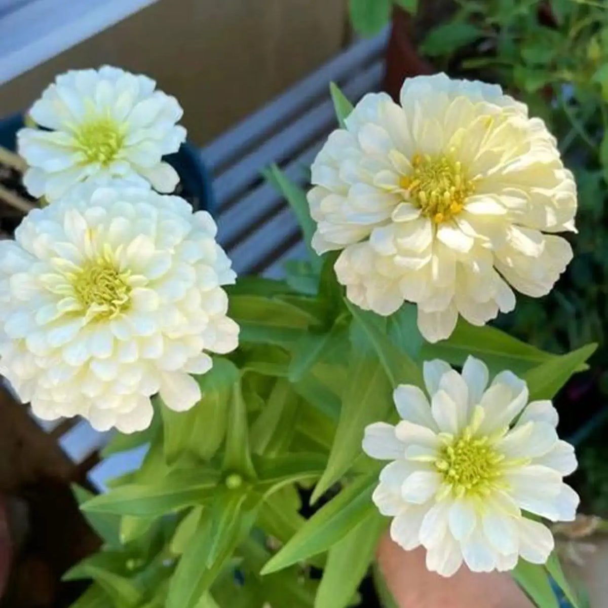 Zinnia 'Basha White' Seeds