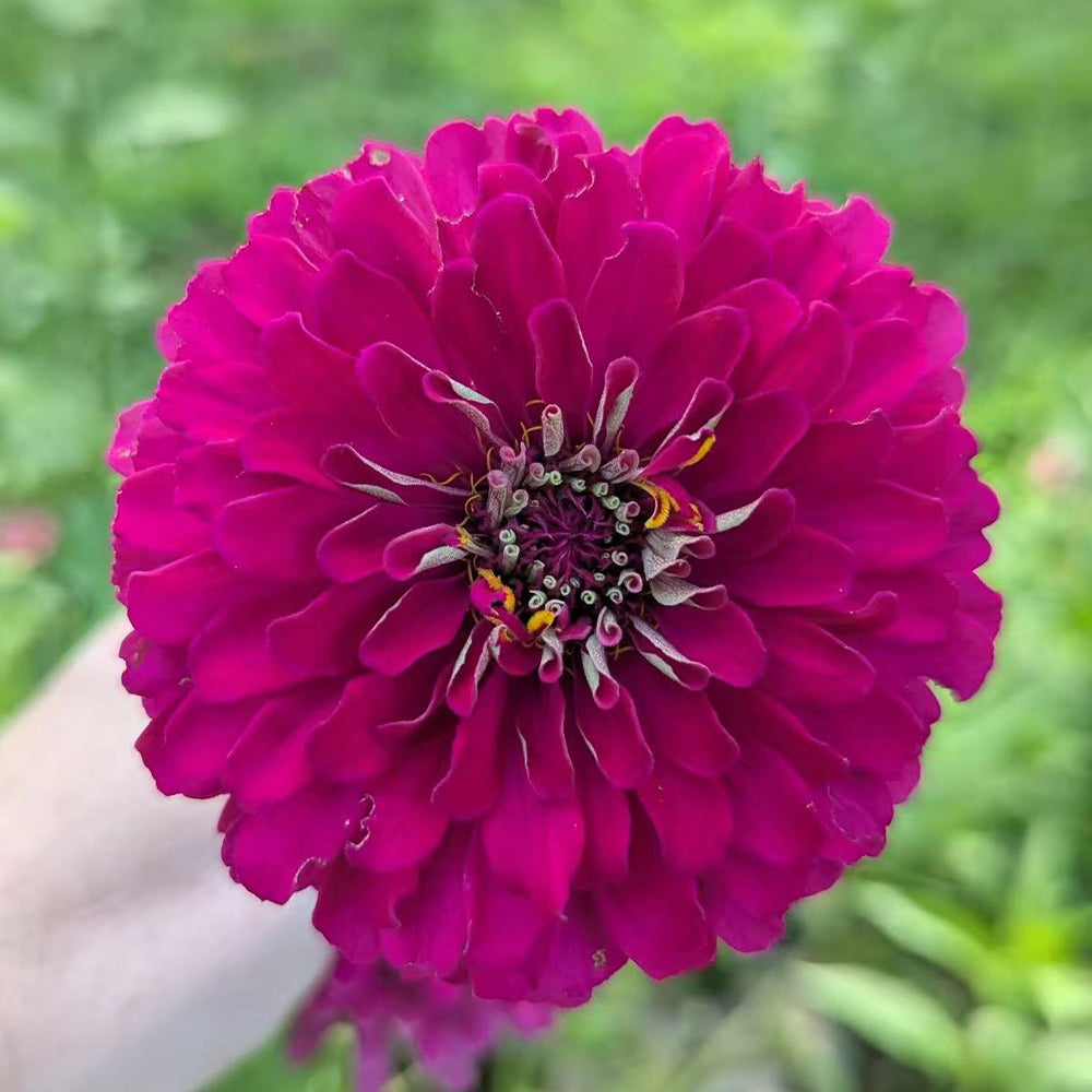 Zinnias Seeds