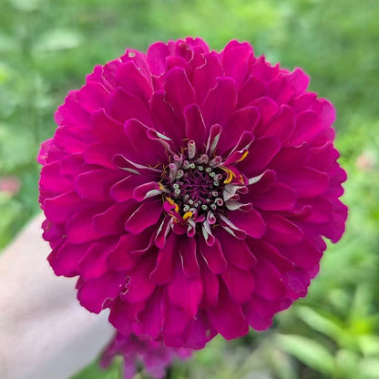 Zinnias Seeds