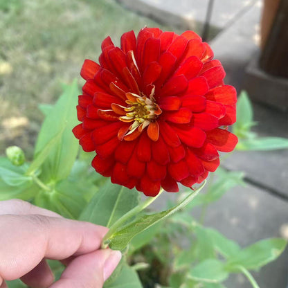 Zinnias Seeds
