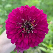 Zinnias Seeds - Magenta