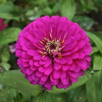 Zinnias Seeds - Magenta