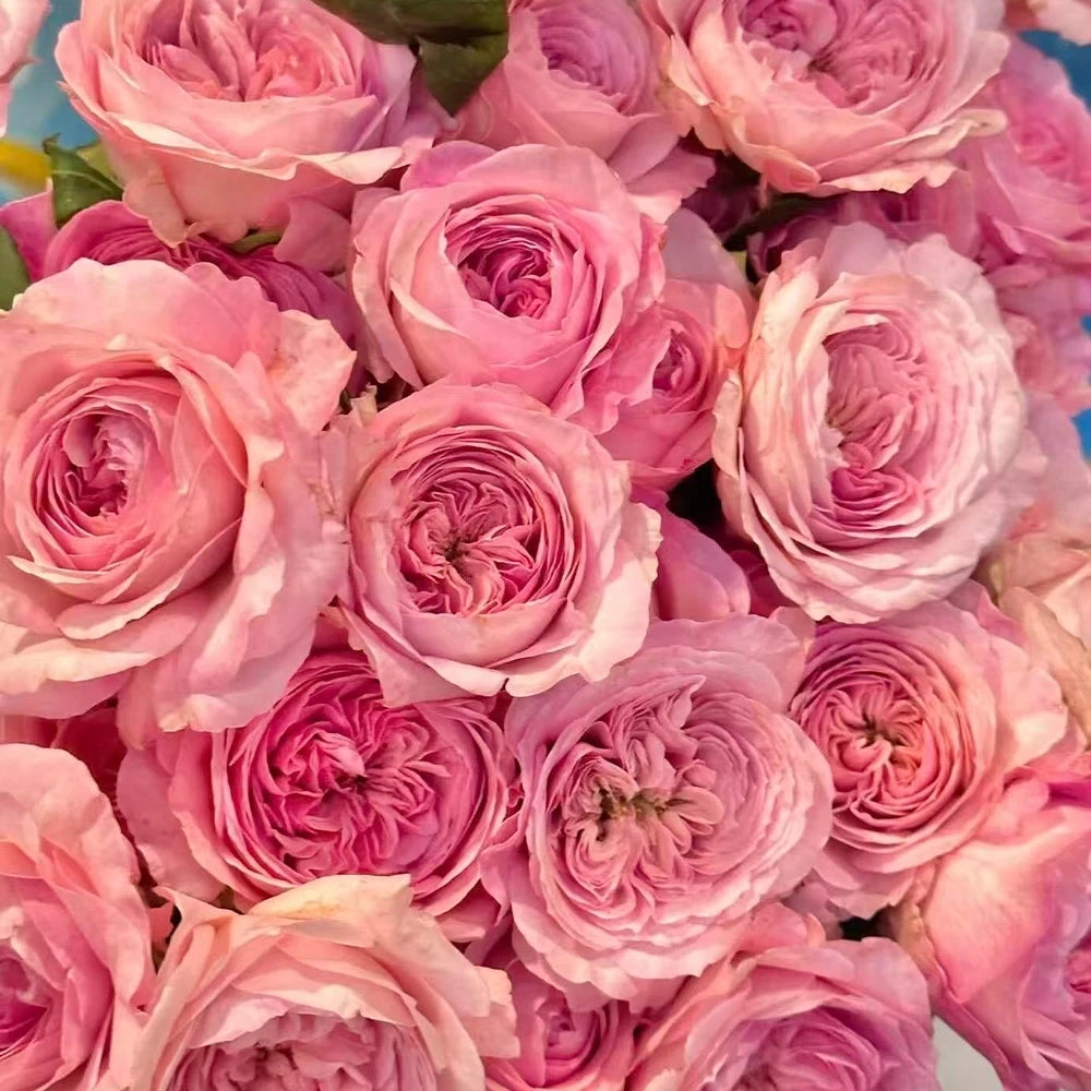 No. 5 Perfume Rose Seeds