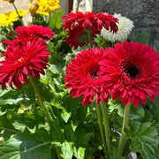Large-Flower Marigolds Seeds