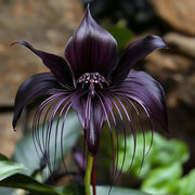 Black Bat Flower Seeds