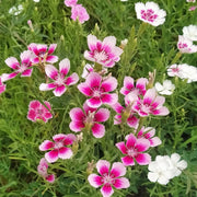 Dianthus ‘Rainbow Mix’ Seeds