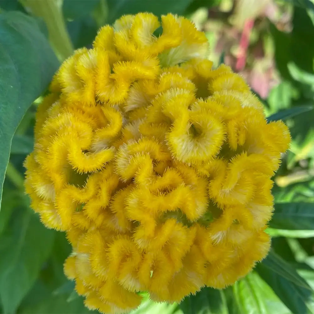 Yellow Cockscomb Seeds