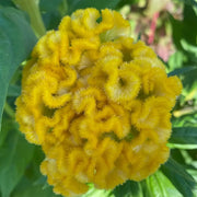 Yellow Cockscomb Seeds