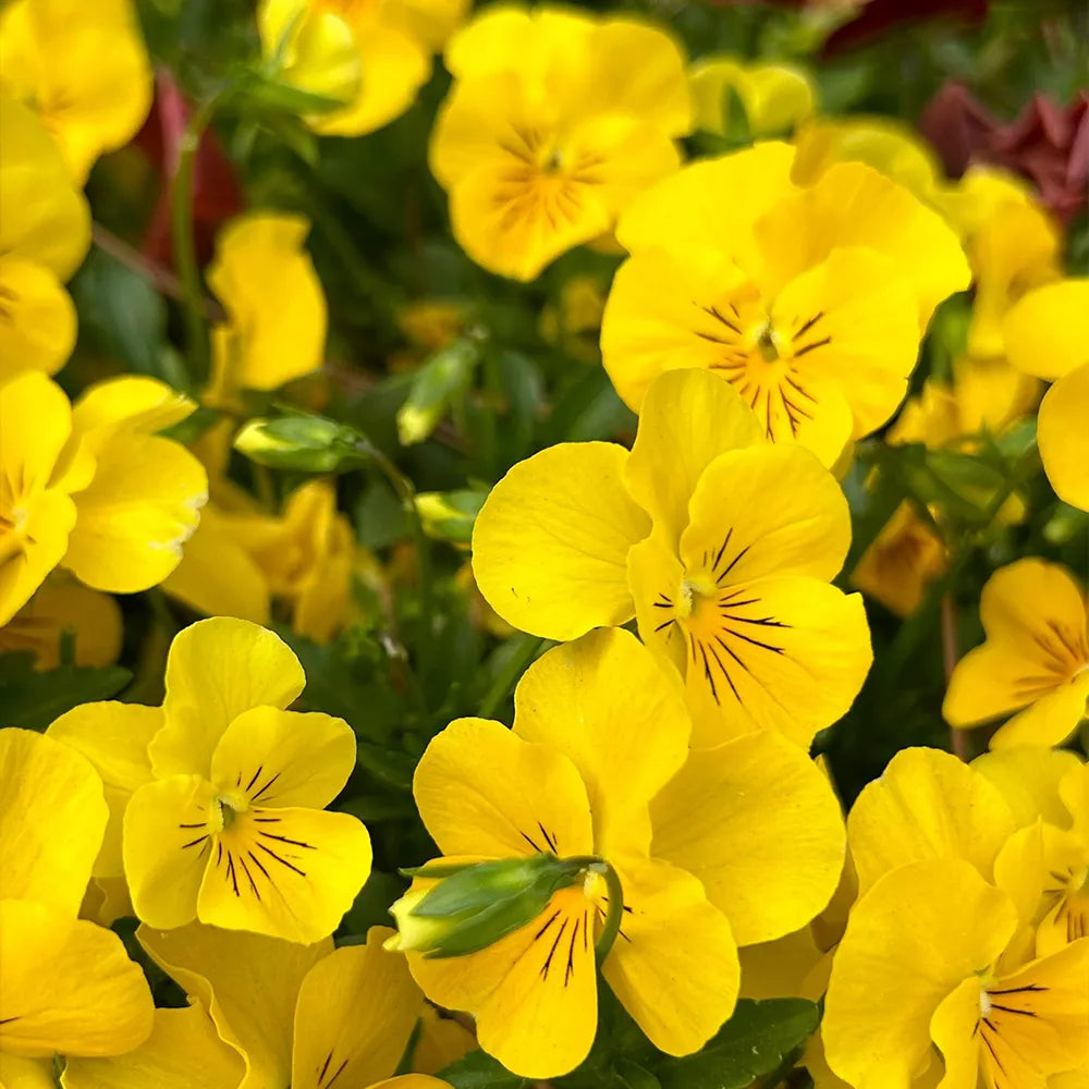 Yellow Pansy Seeds