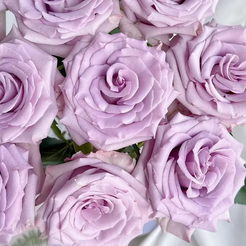 Ocean Song Rose Seeds