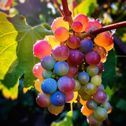 Multi-Colored Grapes Seeds