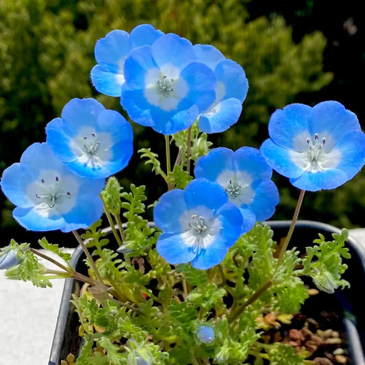 Light Blue Pansy Seeds