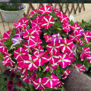 Rose-Red Spotted Petunia Seeds