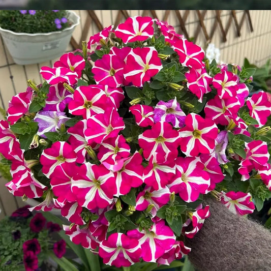 Rose-Red Spotted Petunia Seeds