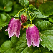 Campanula punctata  Seeds