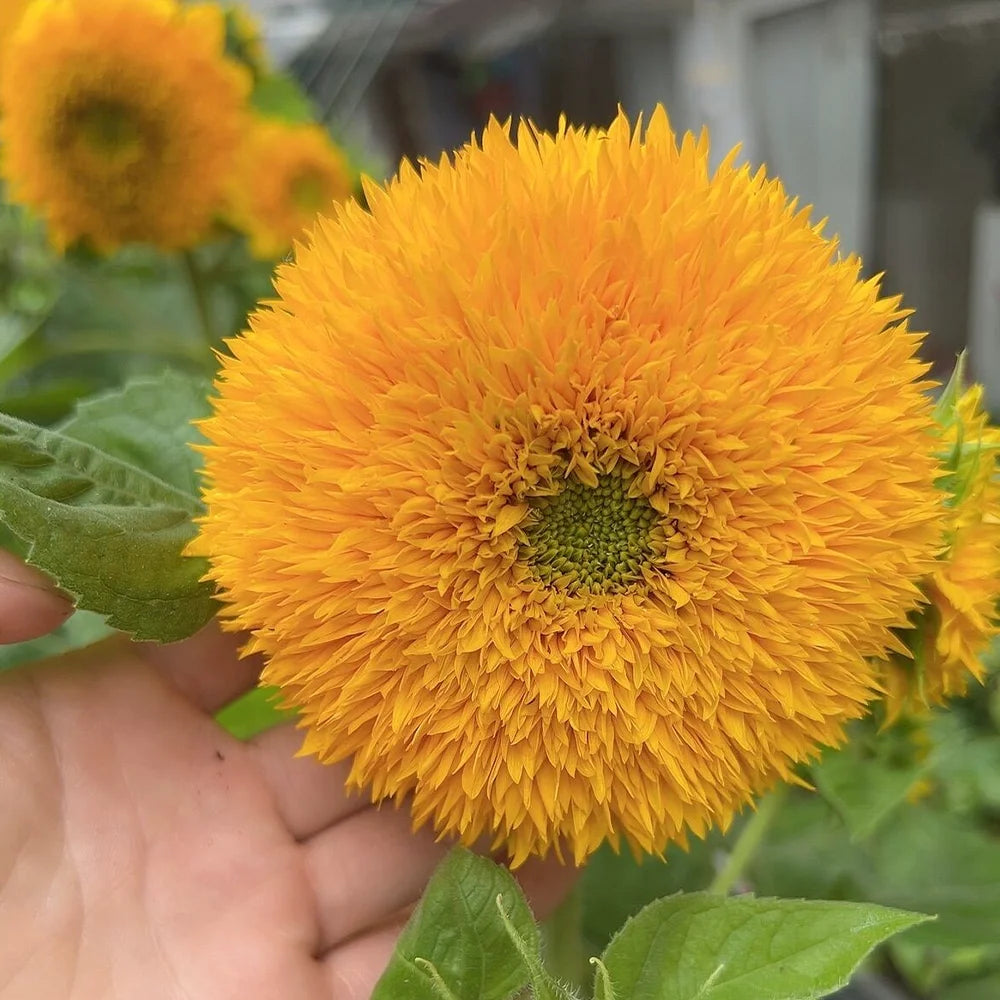 Teddy Bear Sunflower Seeds