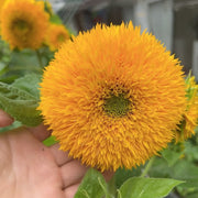 Teddy Bear Sunflower Seeds