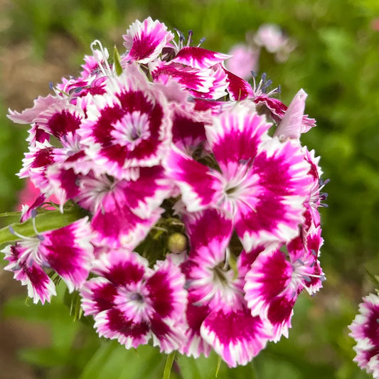 Hydrangea Series Dianthus Seeds