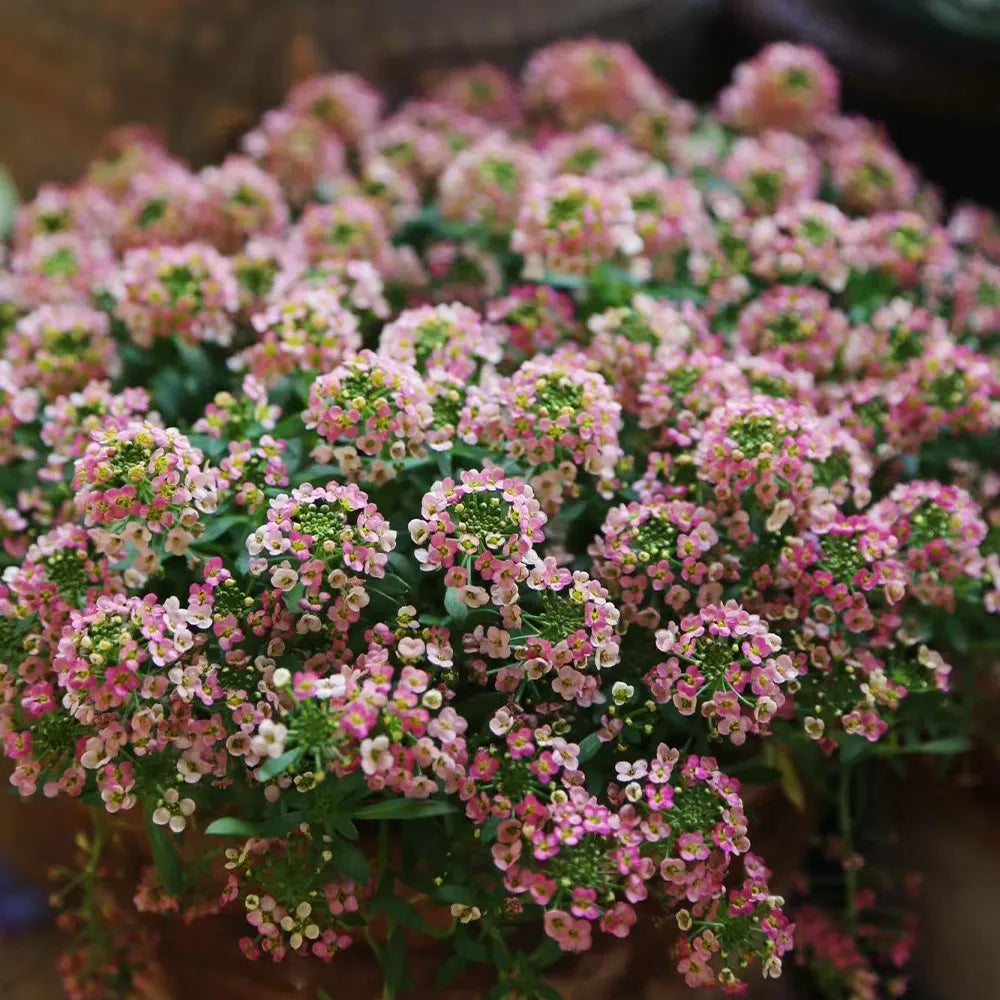 Alyssum Seeds