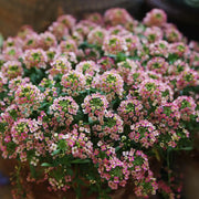 Alyssum Seeds