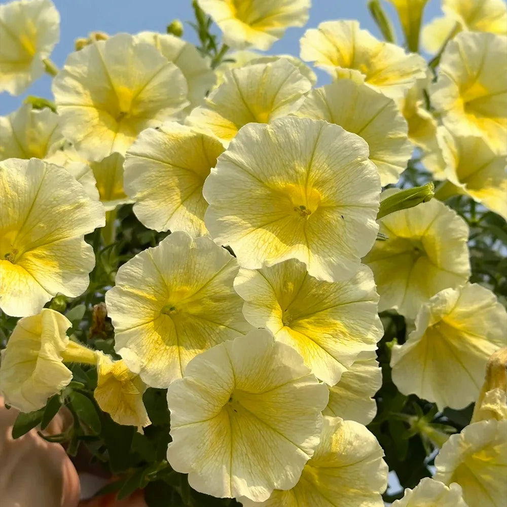 Pale Yellow Petunias Seeds