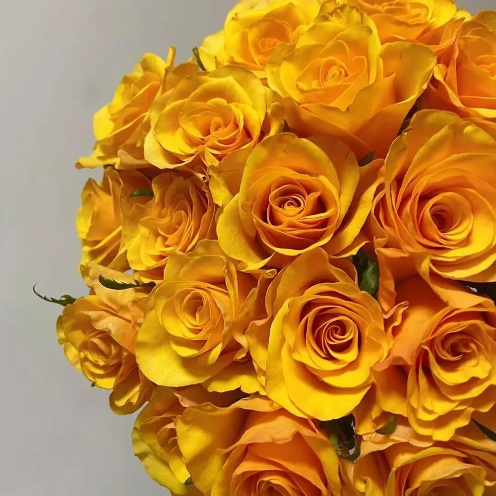 Glorious Rose Seeds