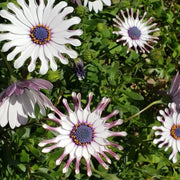 White Spoon Series Marigolds Seeds
