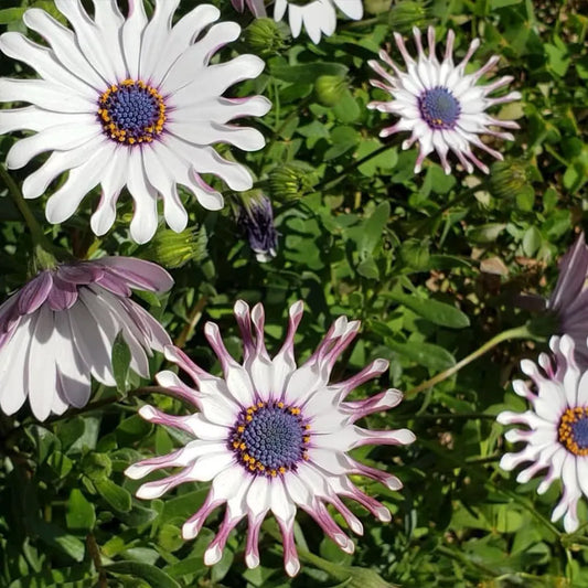 White Spoon Series Marigolds Seeds