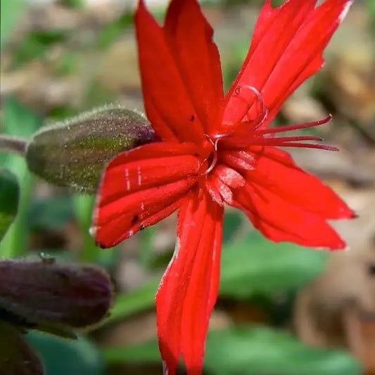 Virginia Catchfly Seeds