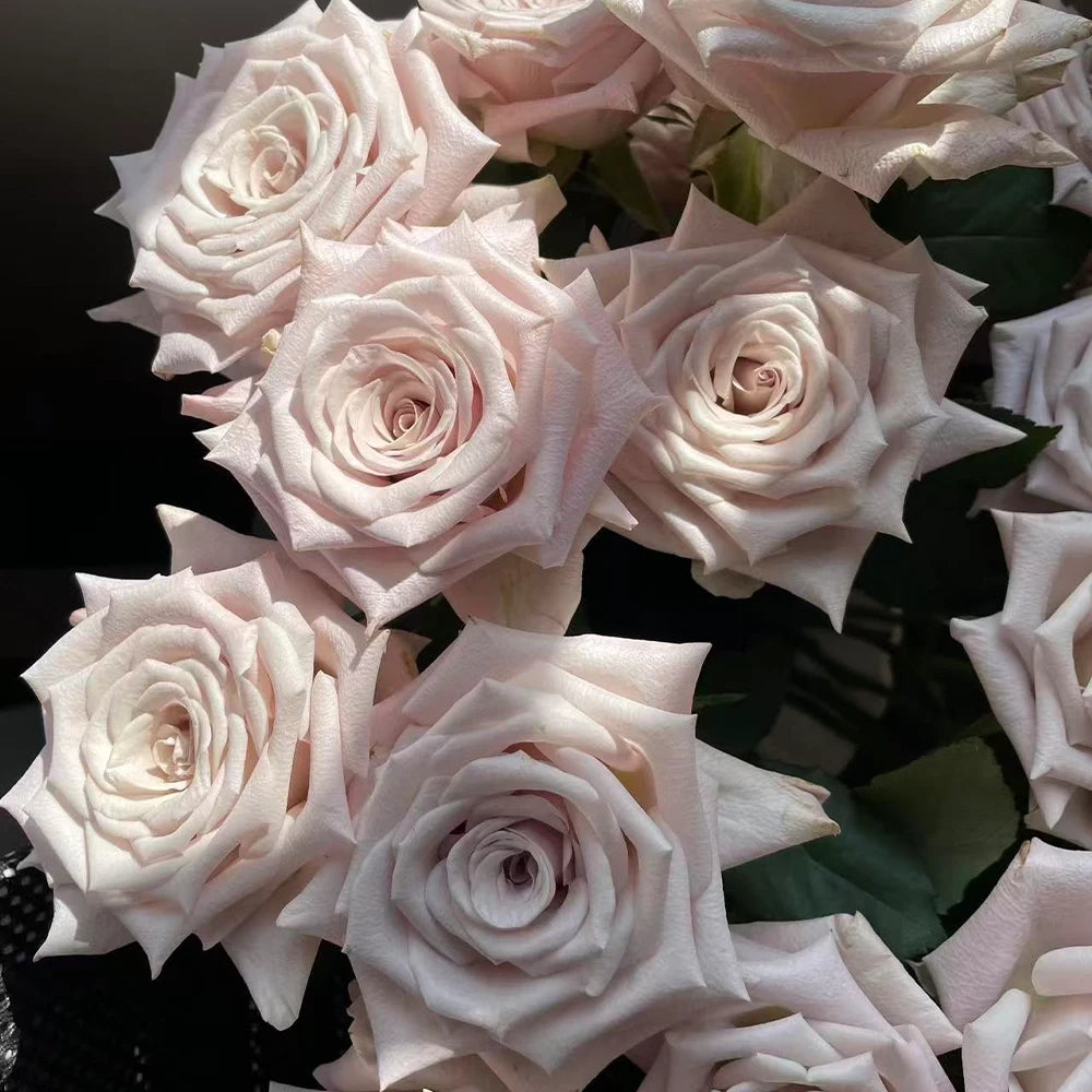 Manta Rose Seeds