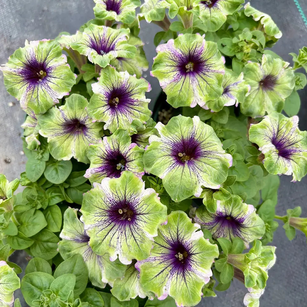 Emerald Green Petunia Seeds
