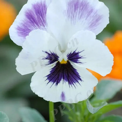 Multicolor Pansy Seeds