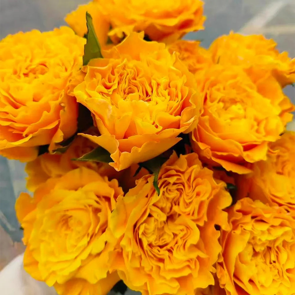 Orange Storm Rose Seeds